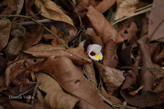 Curcuma neilgherrensis